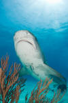 Tiger Shark