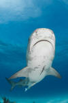 Tiger Shark