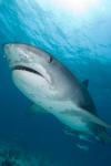 Tiger Shark