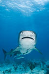 Tiger Shark