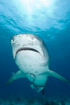 Tiger Shark