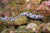 Tiger Reef Eel