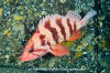 Tiger Rockfish