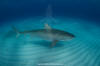 Tiger Shark