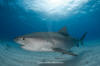 Tiger Shark