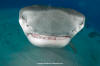 Tiger Shark pictures
