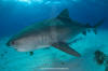 Tiger Shark