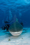 Tiger Shark 091