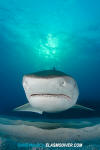 Tiger Shark