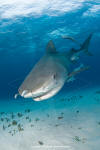 Tiger Shark