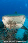 Tiger Shark