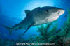 Tiger Shark