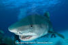 tiger shark