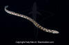 Tiger Snake Eel