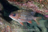 Tinsel Squirrelfish