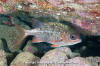 Tinsel Squirrelfish
