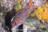 Tinsel Squirrelfish