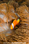 Tomato Anemonefish