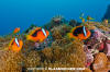 Tomato Anemonefish