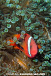 Tomato Anemonefish