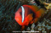 Tomato Anemonefish