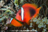 Tomato Anemonefish