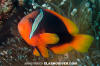 Tomato Anemonefish