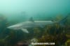 Tope Shark