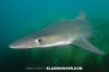 Tope Shark