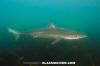 Tope Shark