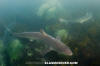 Tope Shark