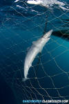 Tope Shark