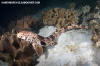 Triton Bay epaulette shark