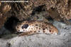 Triton Bay epaulette shark