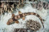 Triton Bay epaulette shark