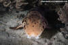 Triton Bay epaulette shark