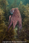 Two Spot Octopus