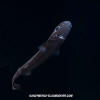 Velvet Belly Lanternshark