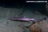 Velvet Belly Lanternshark