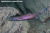 Velvet Belly Lanternshark