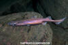 Velvet Belly Lanternshark