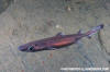 Velvet Belly Lanternshark