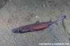 Velvet Belly Lanternshark