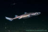 Velvet Belly Lanternshark 