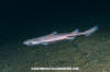 Velvet Belly Lanternshark