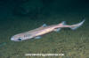 Velvet Belly Lanternshark