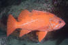 Vermilion Rockfish image