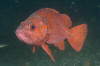 Vermilion Rockfish image