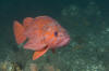 Vermilion Rockfish image