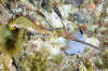 Weedy Sea Dragon picture 003